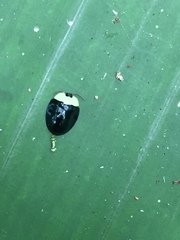 Imatidium thoracicum