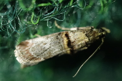 Trachonitis cristella