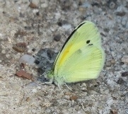 Nathalis iole