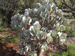 Crassula arborescens arborescens