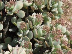 Crassula arborescens arborescens