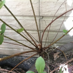 Nephrolepis copelandii