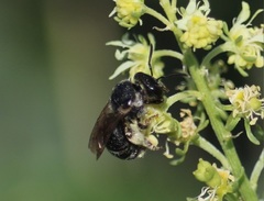 Pseudapis diversipes