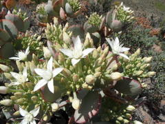 Crassula arborescens arborescens