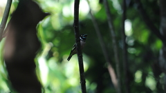 Eurylaimus ochromalus