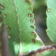Nephrolepis copelandii