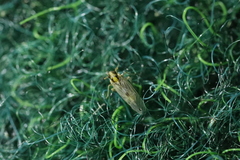 Laodelphax striatella