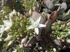 Crassula arborescens arborescens