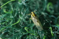 Laodelphax striatella