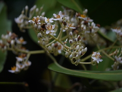 Poeciloneuron indicum