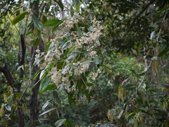 Poeciloneuron indicum