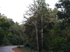 Poeciloneuron indicum