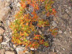 Crassula cultrata