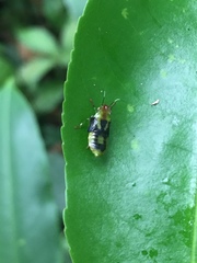 Imatidium thoracicum