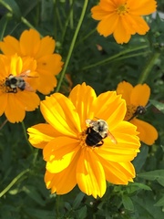 Bombus impatiens