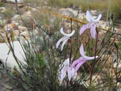 Disa bifida