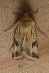 Heliothis scutuligera