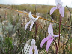 Disa bifida