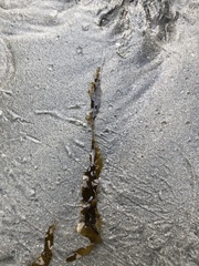 Laminariaceae