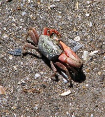 Leptuca uruguayensis