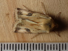 Heliothis scutuligera