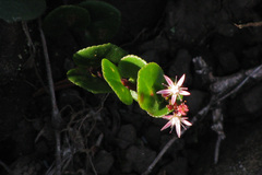 Crassula