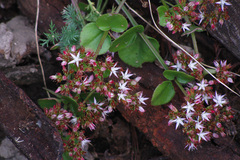 Crassula