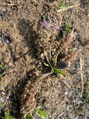 Ledebouria leptophylla