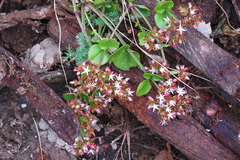 Crassula