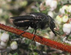 Cosmina fuscipennis