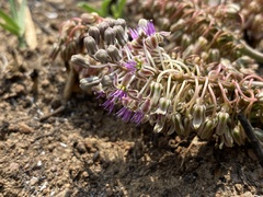 Ledebouria leptophylla