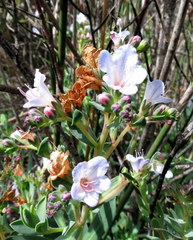 Lobostemon glaucophyllus