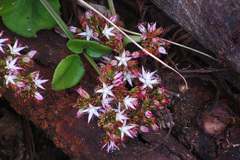 Crassula