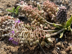 Ledebouria leptophylla