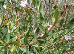 Lobostemon glaucophyllus