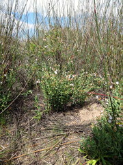 Lobostemon glaucophyllus