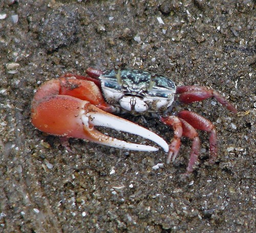 Uruguayan Fiddler Crab