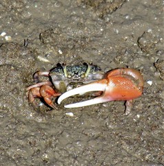 Leptuca uruguayensis