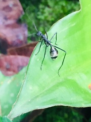 Dolichoderus rugosus