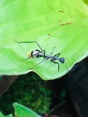 Dolichoderus rugosus