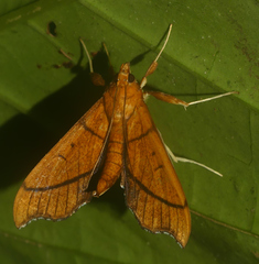Anarmodia arcadiusalis