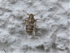 Dicranotropis hamata