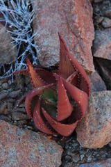 Aloe gariepensis