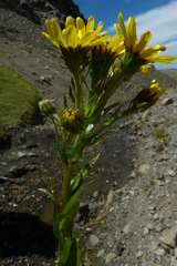 Dolichoglottis lyallii