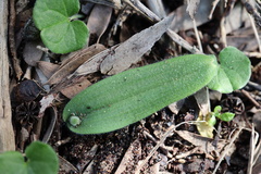 Caladenia latifolia