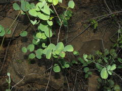 Dioscorea elephantipes