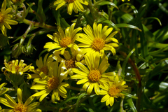 Dolichoglottis lyallii