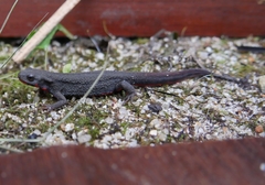 Cynops pyrrhogaster