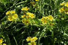 Dolichoglottis lyallii