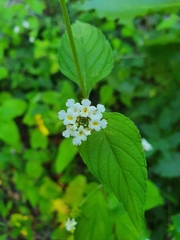 Lantana canescens
